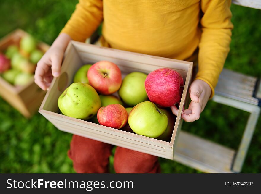 Little boy picking apples in orchard. Child holding wooden box with harvest
