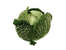 Savoy Cabbage Royalty Free Stock Photo Savoy Cabbage Royalty Free Stock Photo