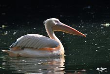 Great White Pelicans Stock Images Great White Pelicans Stock Images