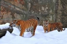 Amur Tiger With Its Young One Royalty Free Stock Photography Amur Tiger With Its Young One Royalty Free Stock Photography