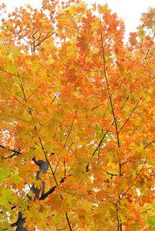Autumn Maple Royalty Free Stock Photography Autumn Maple Royalty Free Stock Photography