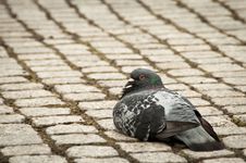 Single Pigeon Sitting Calmly On Cobble Stone Walk Royalty Free Stock Photo Single Pigeon Sitting Calmly On Cobble Stone Walk Royalty Free Stock Photo