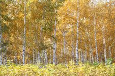 Birchwood Royalty Free Stock Photo Birchwood Royalty Free Stock Photo