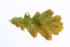 Oak Leaf Stock Photos