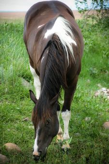 Paint Horse Grazing Royalty Free Stock Images