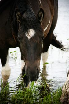 Paint Horse In Water Royalty Free Stock Photo