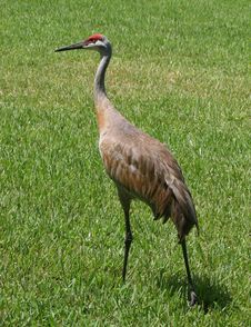 Sandhill Crane 1 Stock Photos Sandhill Crane 1 Stock Photos