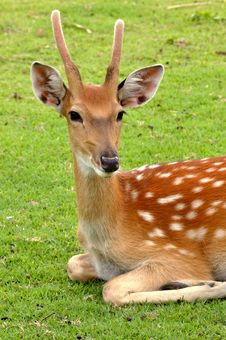 Young Deer Royalty Free Stock Image