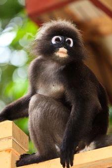 Dusky Leaf Monkey Sitting On A Fence Royalty Free Stock Photo Dusky Leaf Monkey Sitting On A Fence Royalty Free Stock Photo