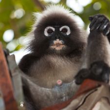 Dusky Leaf Monkey Sitting In A Roof Gutter Royalty Free Stock Photography Dusky Leaf Monkey Sitting In A Roof Gutter Royalty Free Stock Photography
