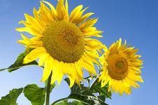 Large Sunflowers Royalty Free Stock Photo Large Sunflowers Royalty Free Stock Photo