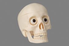 Human Skull Royalty Free Stock Photo Human Skull Royalty Free Stock Photo