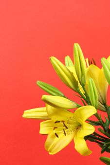 Yellow Lilies Royalty Free Stock Image Yellow Lilies Royalty Free Stock Image