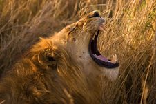Male Lion Yawning Royalty Free Stock Image