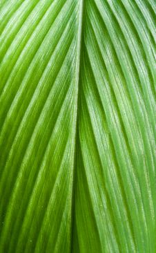 Leaf Texture Background Stock Image