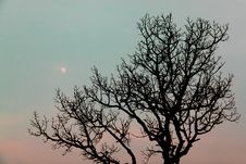 Tree Against The Moon Stock Photos Tree Against The Moon Stock Photos