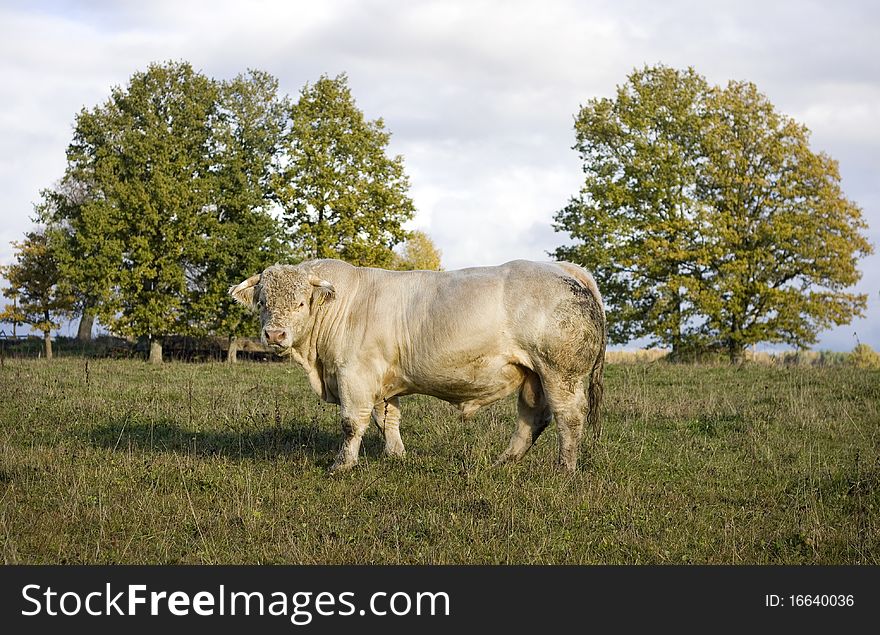 Savage highlander in meadow. Outdoor shot.