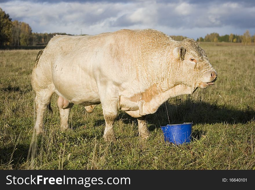 Savage highlander in meadow. Outdoor shot.