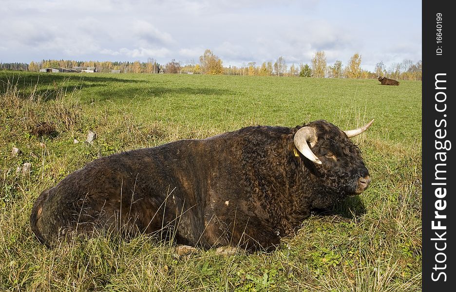 Savage highlander in meadow. Outdoor shot.