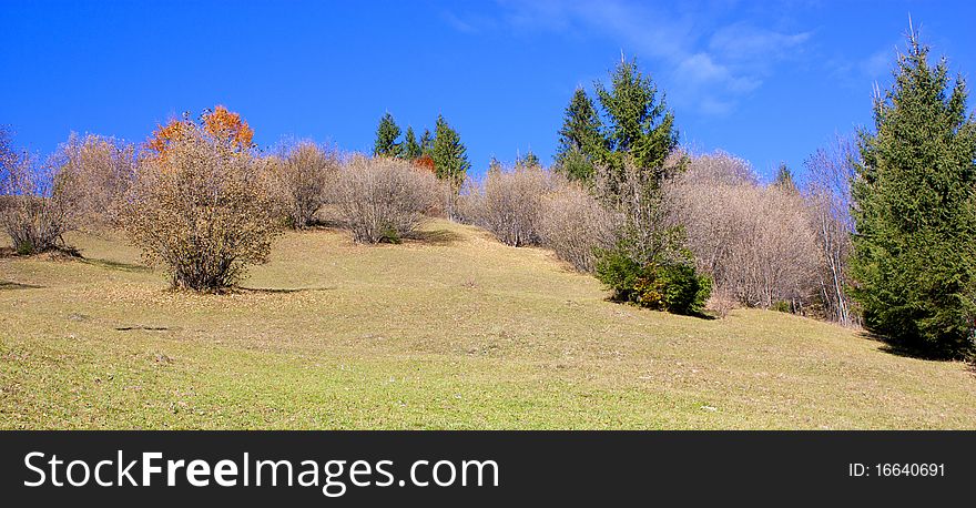 Mountain And Forest