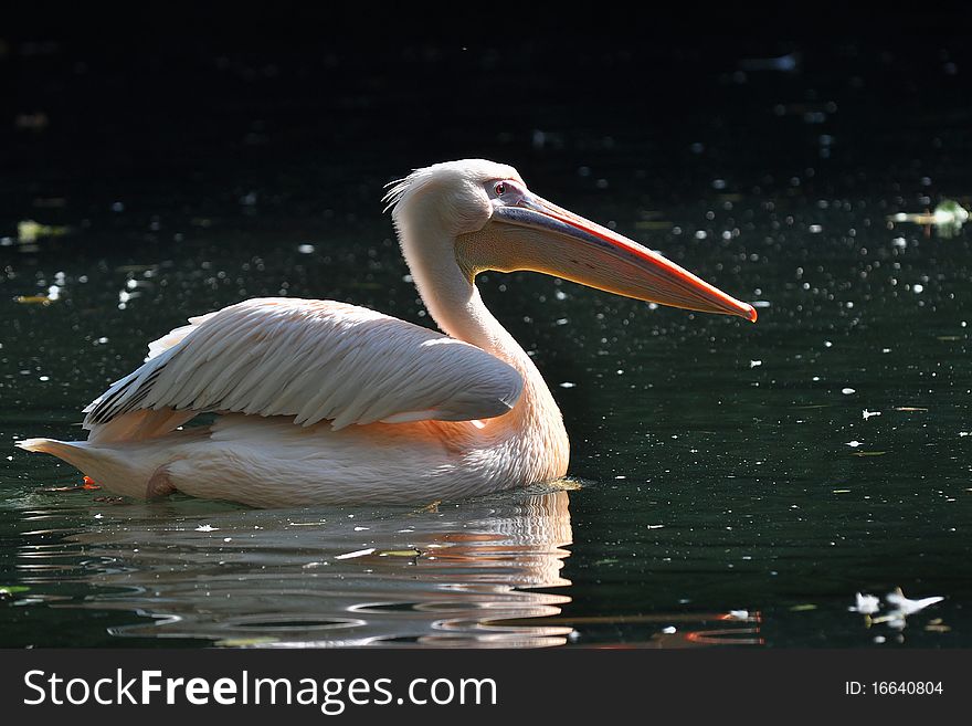 The Great White Pelican, Pelecanus onocrotalus also known as the Eastern White Pelican or White Pelican is a bird in the pelican family. It breeds from southeastern Europe through Asia and in Africa in swamps and shallow lakes. The Great White Pelican, Pelecanus onocrotalus also known as the Eastern White Pelican or White Pelican is a bird in the pelican family. It breeds from southeastern Europe through Asia and in Africa in swamps and shallow lakes.