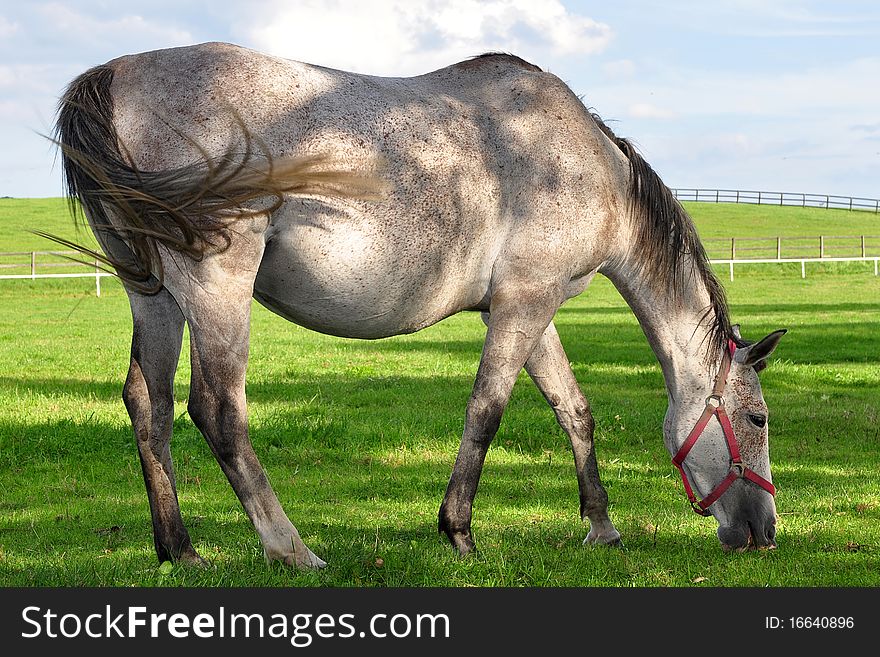 Roan Horse At Grazing