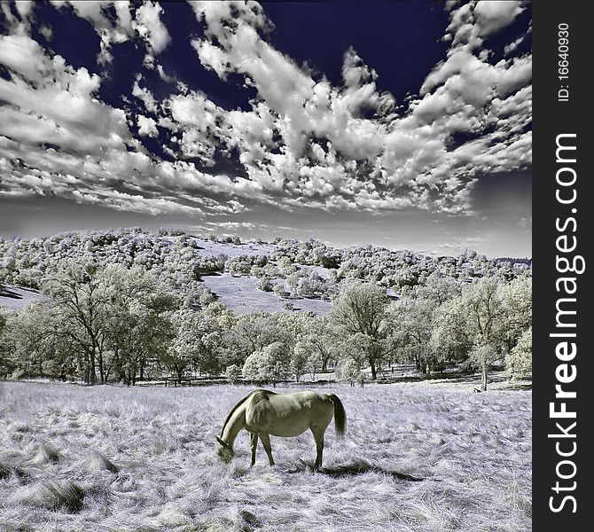 A single horse eating in the wilderness. This is a color infrared photograph.