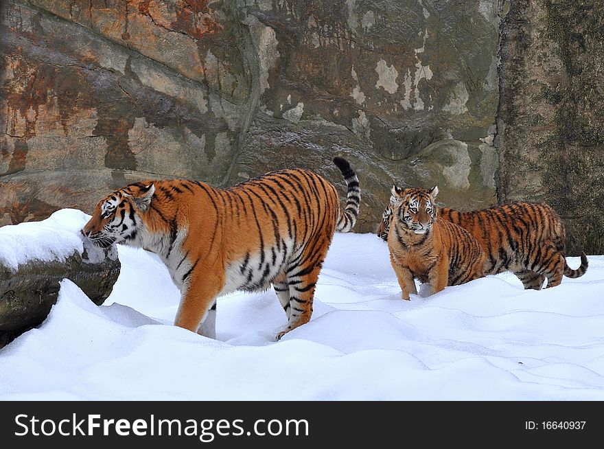 Amur tiger with its young one