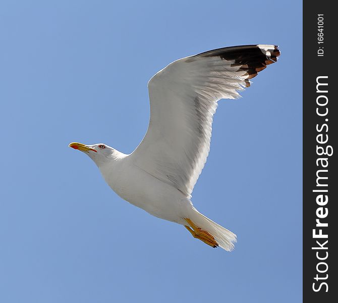 Gulls are typically medium to large birds, usually grey or white, often with black markings on the head or wings. Gulls are typically medium to large birds, usually grey or white, often with black markings on the head or wings.