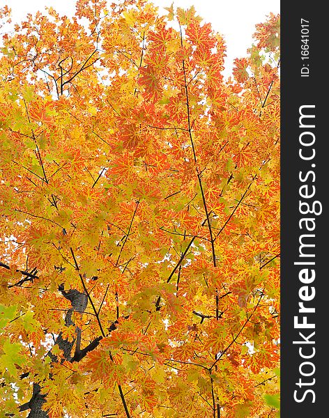 Autumn maple with colorful leaves on the sky background