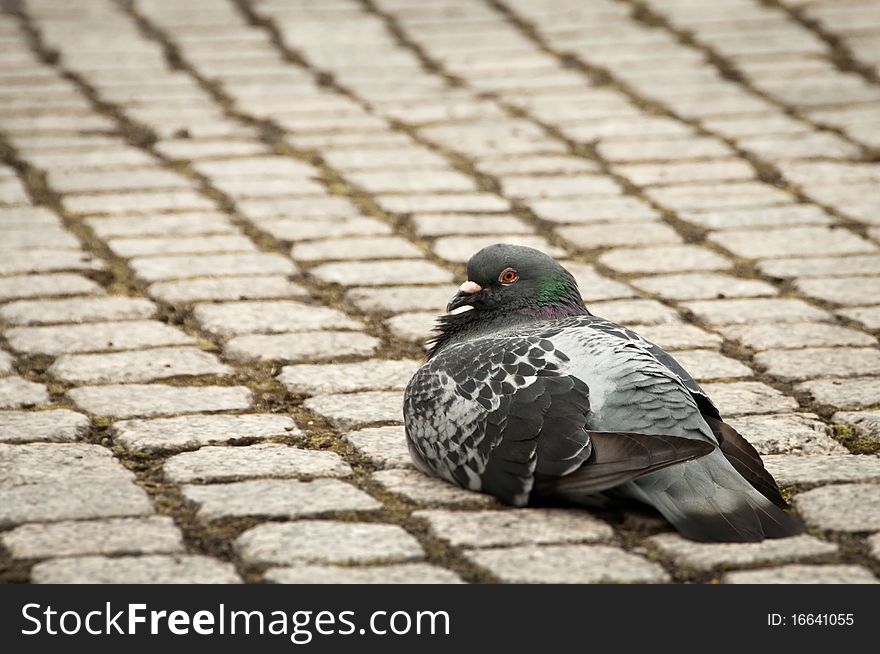 Single grey pigeon sitting calmly on cobble stone walk downtown. Single grey pigeon sitting calmly on cobble stone walk downtown