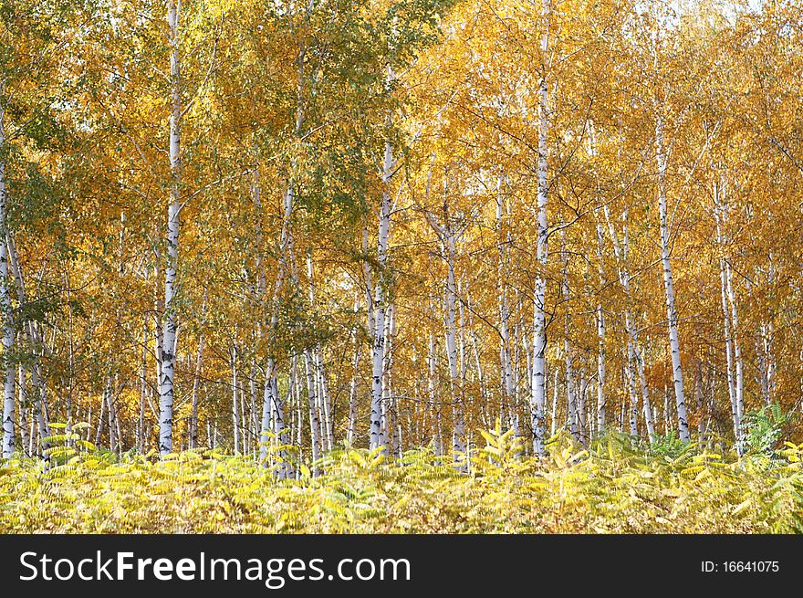 Yellow birchwood in the autumn time