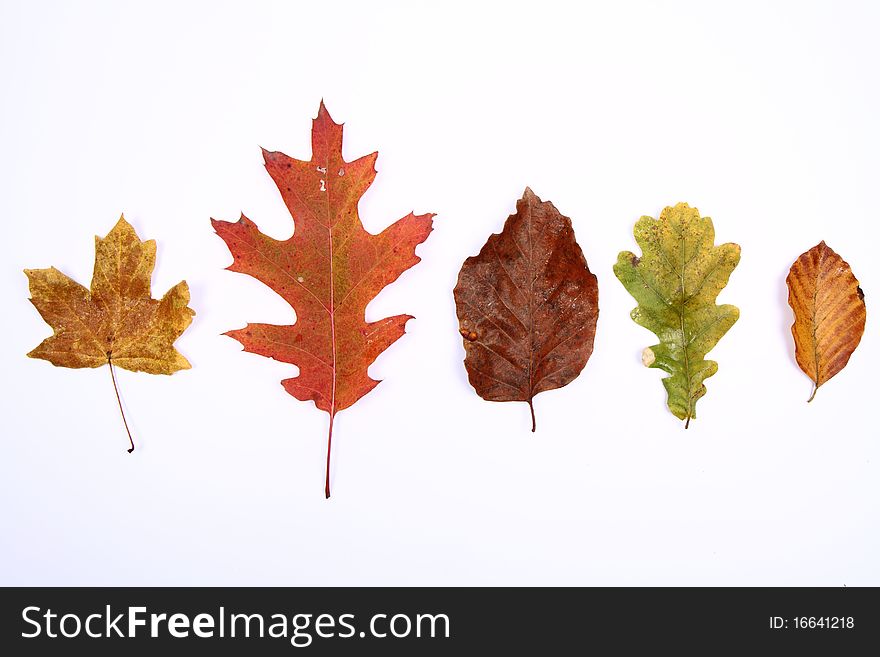 Autumn leaves on white background