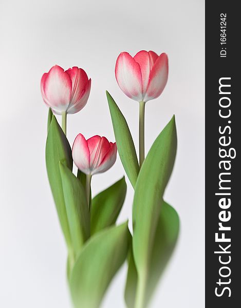 Three red tulips on white background