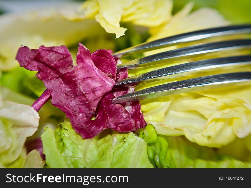 Close-up of a salad on a fork. Close-up of a salad on a fork