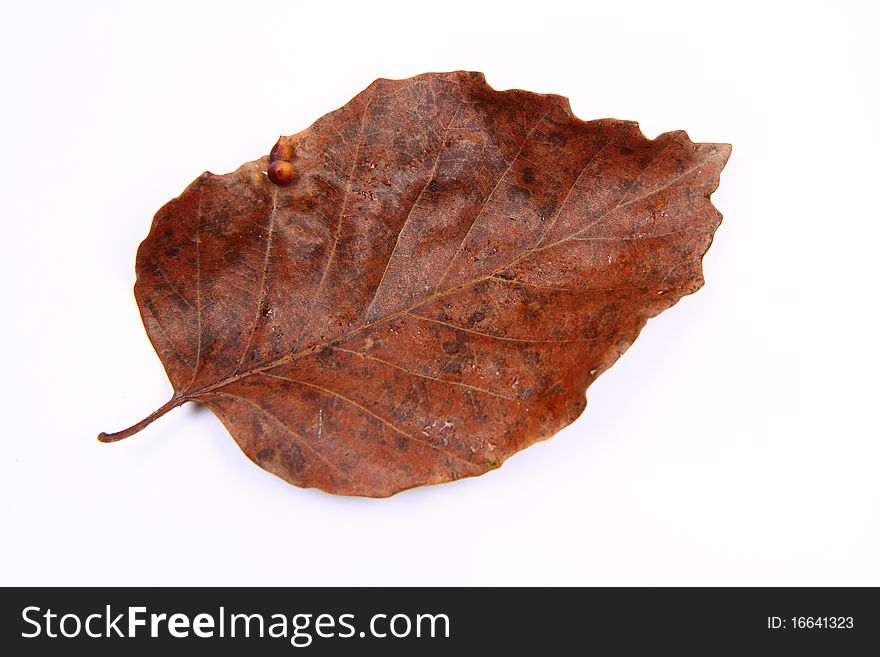 Autumn beech leaf on white background