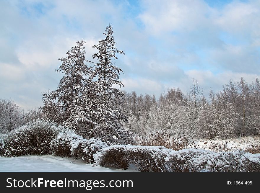 Snow-covered landscape at the winter. Forest in the Snow. Trees in the Snow.