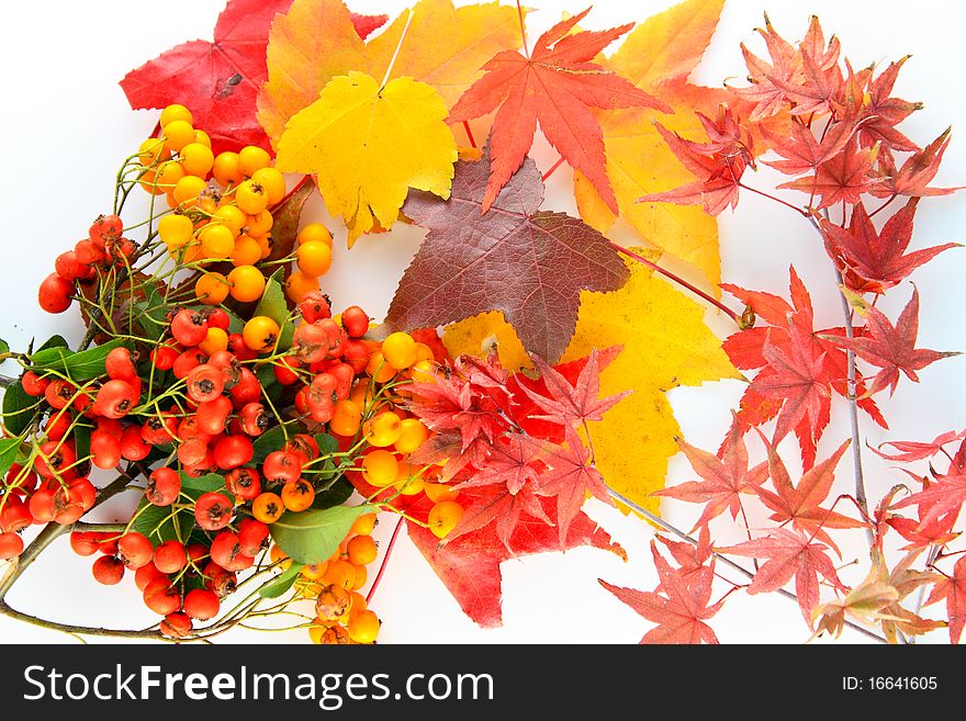 Maple red leaves and berries over white background