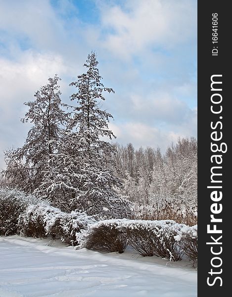 Snow-covered landscape at the winter. Forest in the Snow. Trees in the Snow.