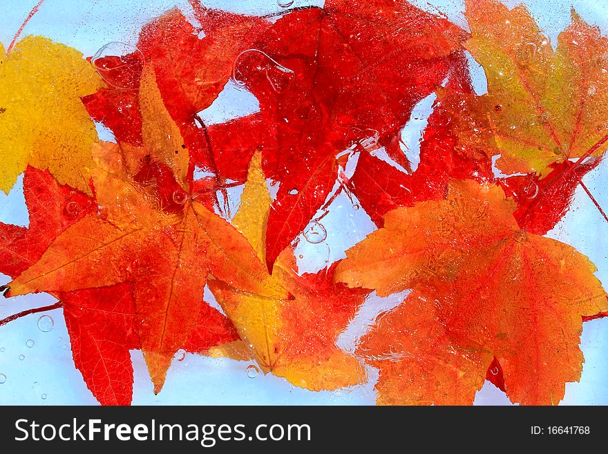 Maple red leaves frozen into the ice cold concept