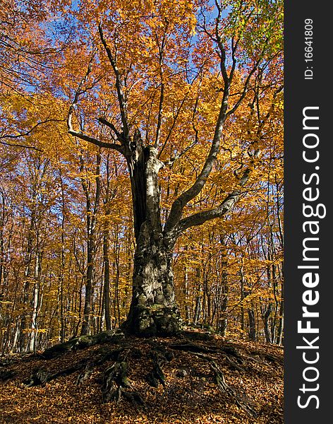 Beech in forest in autumn. Beech in forest in autumn