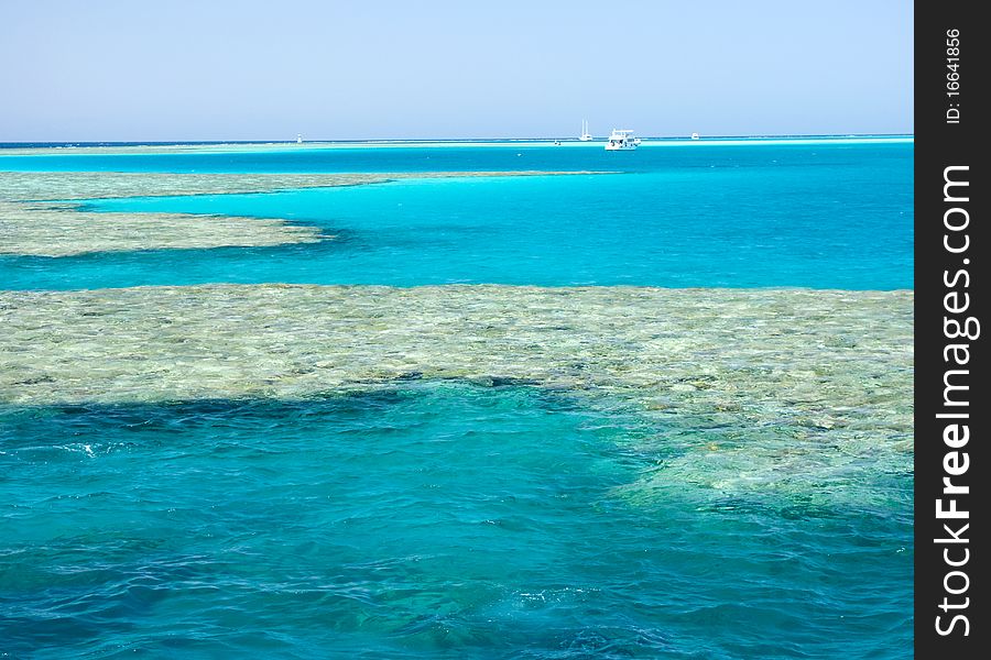 Coral reef in the red sea