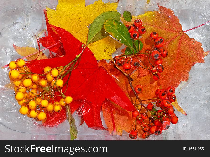 Maple red leaves and cotoneaster berries frozen into the ice in autumn or winter cold concept. Maple red leaves and cotoneaster berries frozen into the ice in autumn or winter cold concept