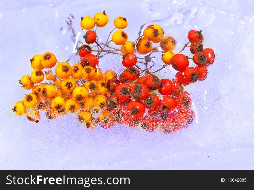 Cotoneaster berries frozen in the ice cold concept
