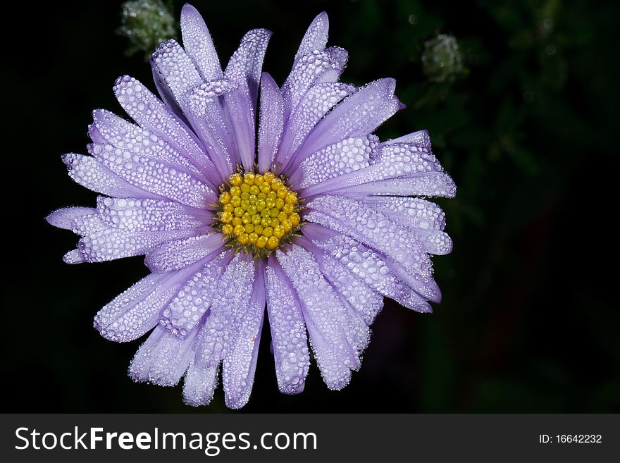 Purple and yellow flower with raindrops. Purple and yellow flower with raindrops