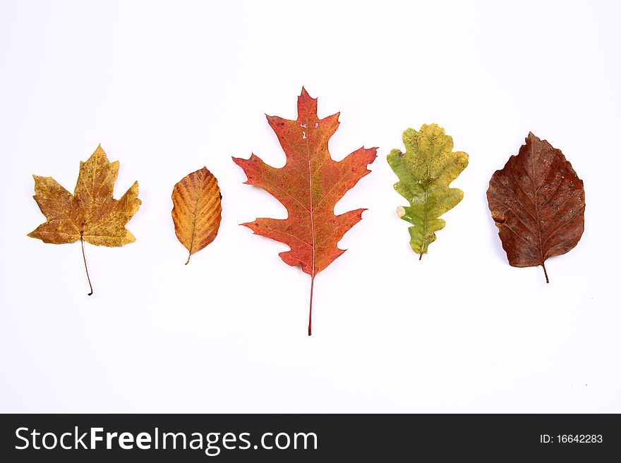 Autumn leaves of various types on white background