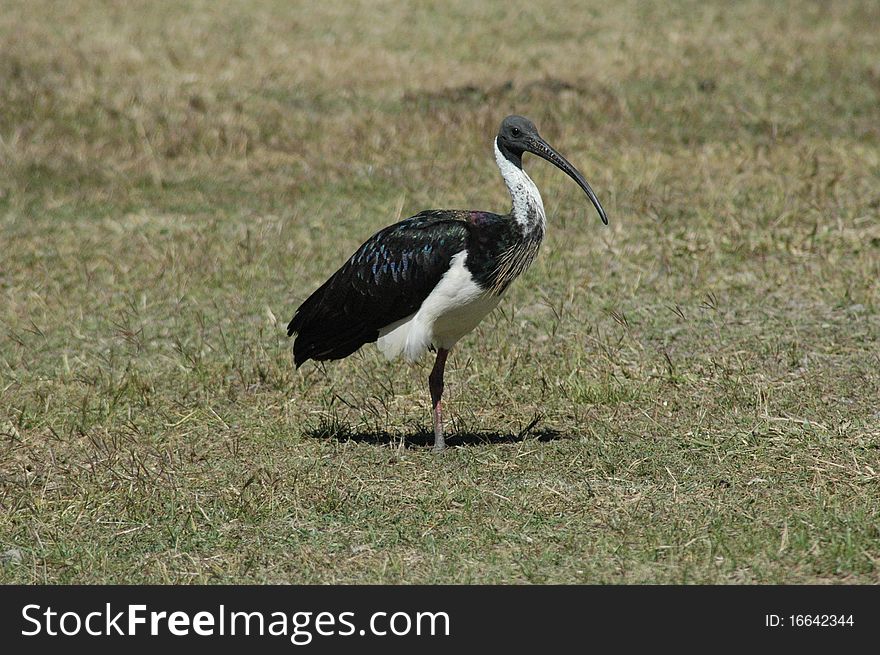 Ibis in open grass area on one leg.Australian native bird now common in urban suroundings