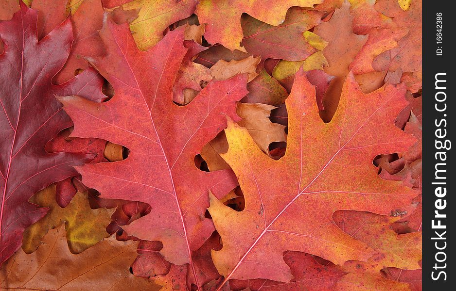 Autumn leaves in close up - background