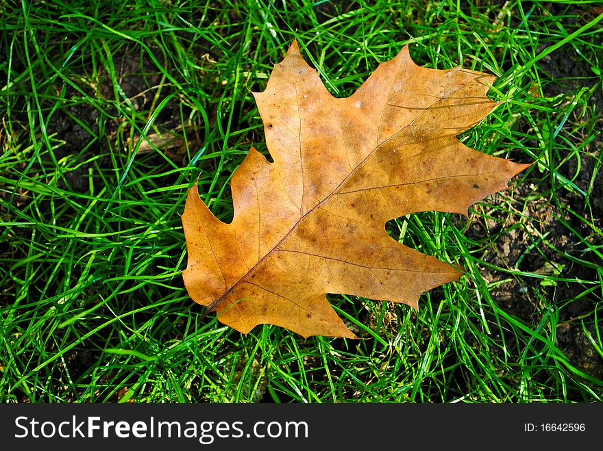 Brown dried leaf on green grass in autumn. Brown dried leaf on green grass in autumn