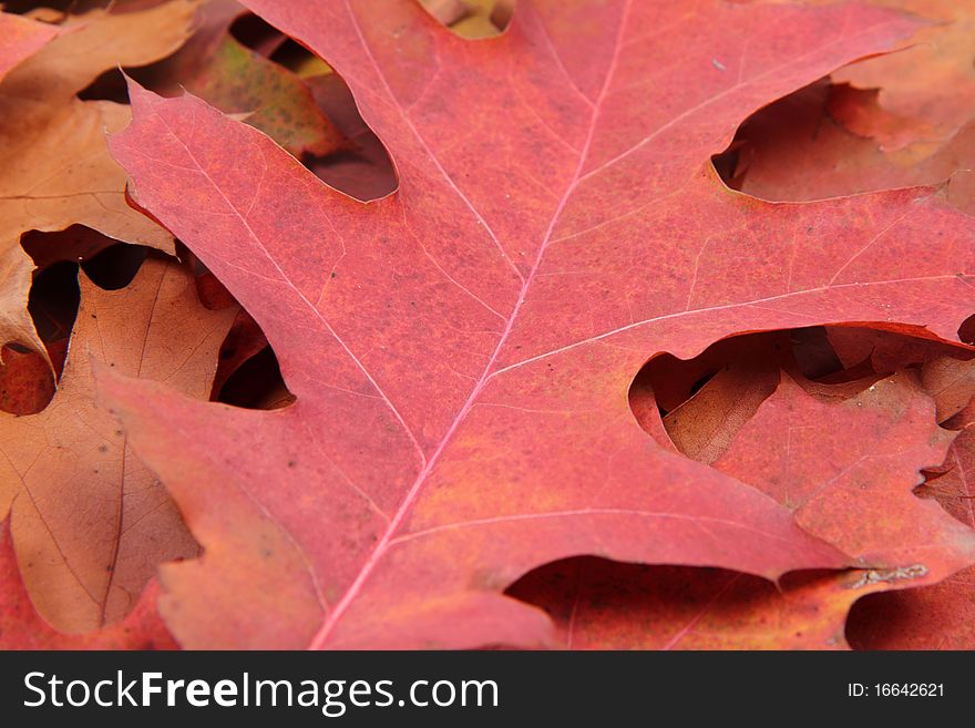 Autumn leaves in close up